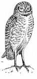 Drawing of Owl