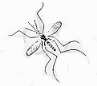 Drawing of a Mosquito