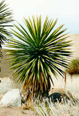 Photo of a Yucca Plant